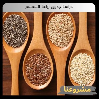 دراسة جدوى زراعة السمسم في السعودية | التكاليف والأرباح والمعدات وكل التفاصيل دراسة جدوى زراعة السمسم