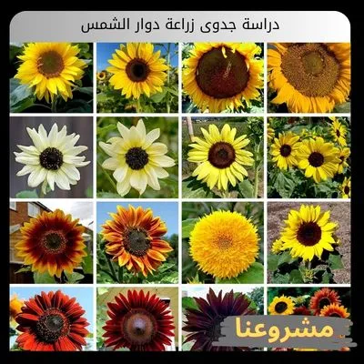 دراسة جدوى زراعة دوار الشمس | استثمار يحقق لك أعلى العوائد التجارية المستدامة دراسة جدوى زراعة دوار الشمس