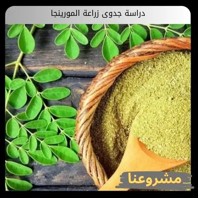 دراسة جدوى زراعة المورينجا | دليلك لتأسيس استثمار زراعي وصناعي عالي الأرباح دراسة جدوى زراعة المورينجا