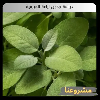 دراسة جدوى زراعة الميرمية بالمملكة | تأسيس حقول النباتات العطرية وحوكمة الإنتاج التجاري بالمملكة دراسة جدوى زراعة الميرمية