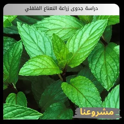 دراسة جدوى زراعة النعناع الفلفلي دراسة جدوى زراعة النعناع الفلفلي