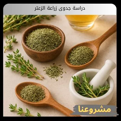 دراسة جدوى زراعة الزعتر