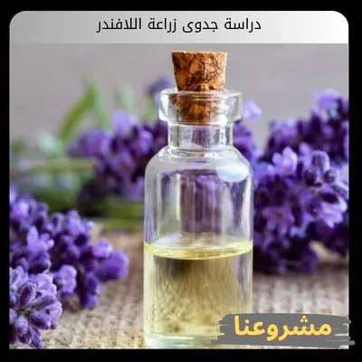 دراسة جدوى زراعة اللافندر