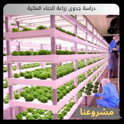 دراسة جدوى زراعة الحناء المائية دراسة جدوى زراعة الحناء المائية