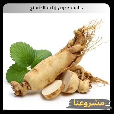 دراسة جدوى زراعة الجنسنج