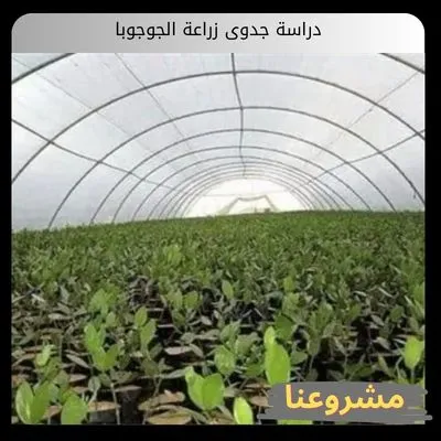 دراسة جدوى زراعة الجوجوبا