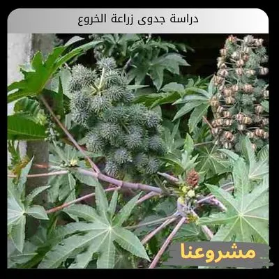 دراسة جدوى زراعة الخروع دراسة جدوى زراعة الخروع