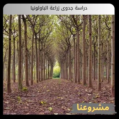 دراسة جدوى زراعة الباولونيا