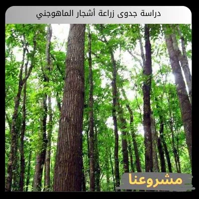 دراسة جدوى زراعة أشجار الماهوجني