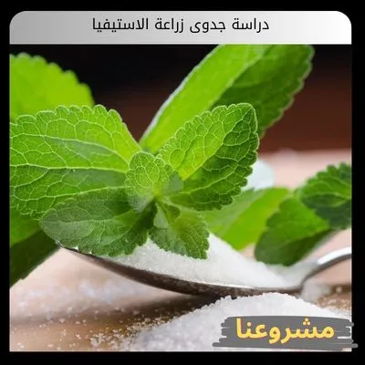 دراسة جدوى زراعة الاستيفيا