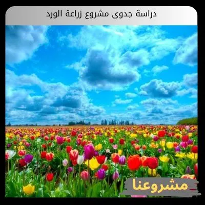 دراسة جدوى مشروع زراعة الورد دراسة جدوى مشروع زراعة الورد