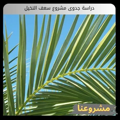 دراسة جدوى مشروع سعف النخيل