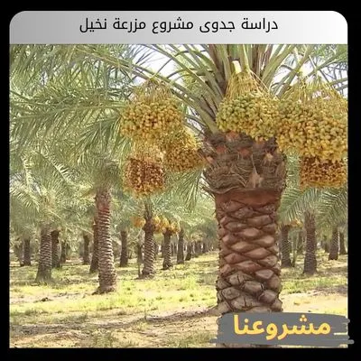 دراسة جدوى مشروع مزرعة نخيل