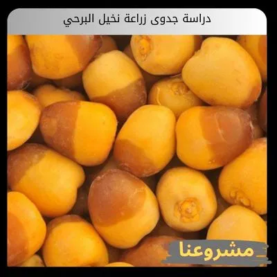 دراسة جدوى زراعة نخيل البرحي