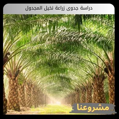 دراسة جدوى زراعة نخيل المجدول دراسة جدوى زراعة نخيل المجدول