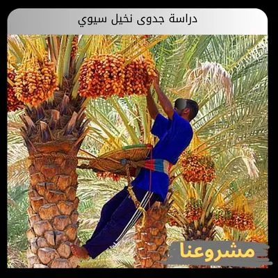 دراسة جدوى نخيل سيوي