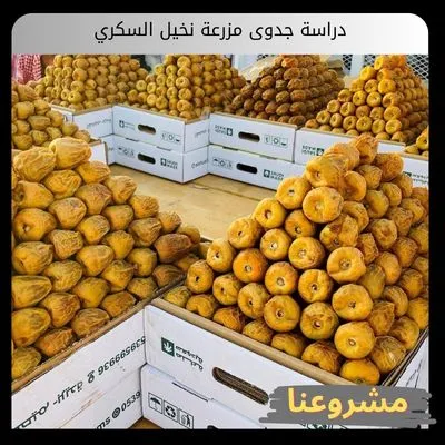 دراسة جدوى مزرعة نخيل السكري خطوتك الاستثمارية الآمنة دراسة جدوى مزرعة نخيل السكري