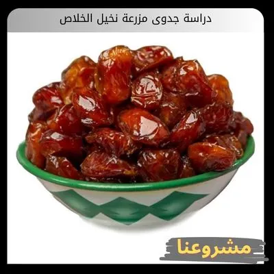 دراسة جدوى مزرعة نخيل الخلاص