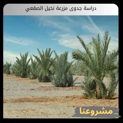 دراسة جدوى مزرعة نخيل الصقعي