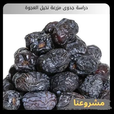 دراسة جدوى مزرعة نخيل العجوة للاستثمار الزراعي المبارك والأعلى ربحية في السعودية دراسة جدوى مزرعة نخيل العجوة