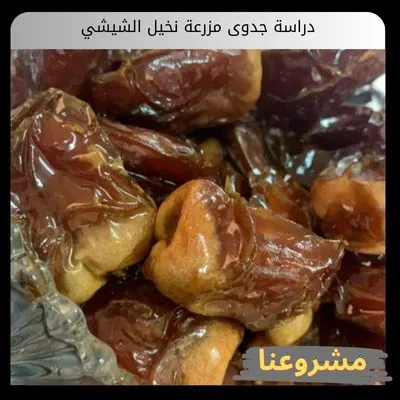 دراسة جدوى مزرعة نخيل الشيشي كاستثمار زراعي رائد في إنتاج الرطب المبكر والتصنيع الغذائي دراسة جدوى مزرعة نخيل الشيشي