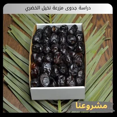 دراسة جدوى مزرعة نخيل الخضري كأداة استراتيجية لبناء أصول زراعية كثيفة الإنتاج ومقاومة للتغيرات المناخية دراسة جدوى مزرعة نخيل الخضري