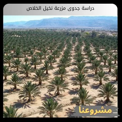 دراسة جدوى مزرعة نخيل الخلاص