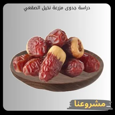 دراسة جدوى مزرعة نخيل الصقعي للاستثمار الزراعي المستدام في المملكة دراسة جدوى مزرعة نخيل الصقعي