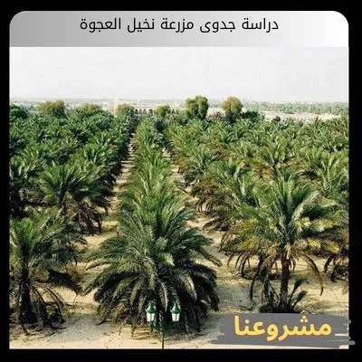 دراسة جدوى مزرعة نخيل العجوة دراسة جدوى مزرعة نخيل العجوة