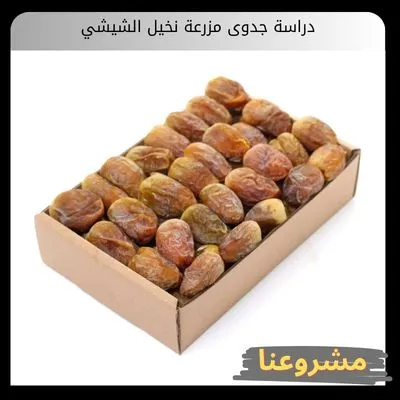 دراسة جدوى مزرعة نخيل الشيشي دراسة جدوى مزرعة نخيل الشيشي