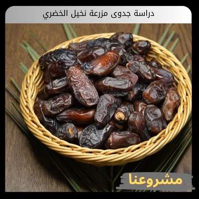 دراسة جدوى مزرعة نخيل الخضري دراسة جدوى مزرعة نخيل الخضري