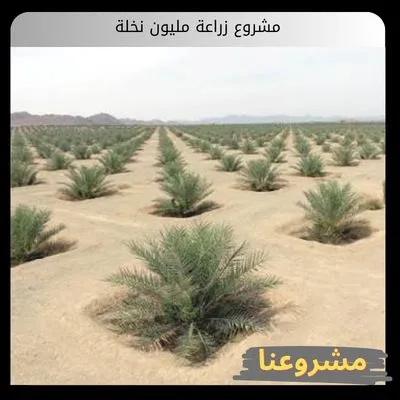 دراسة جدوى مشروع زراعة مليون نخلة | التكاليف والأرباح والخطوات والمتطلبات دراسة جدوى مصنع العناصر النادرة