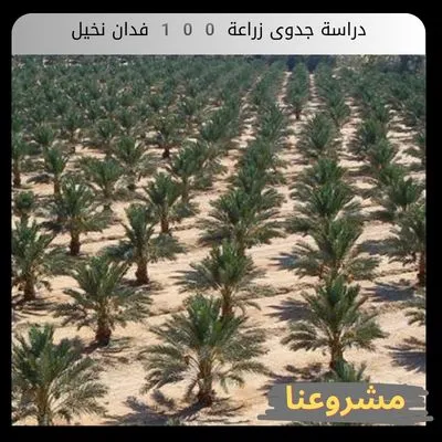 دراسة جدوى زراعة 100 فدان نخيل دراسة جدوى زراعة 100 فدان نخيل