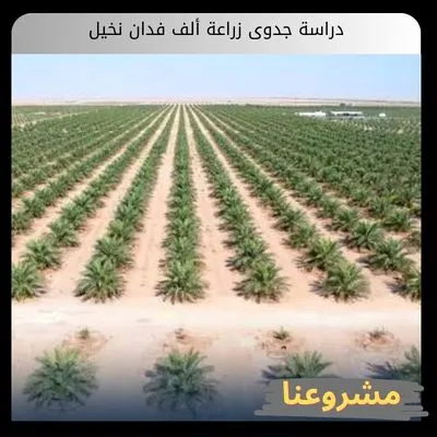 دراسة جدوى زراعة ألف فدان نخيل دراسة جدوى زراعة ألف فدان نخيل