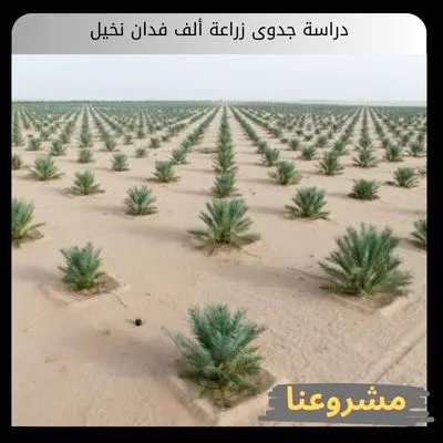 دراسة جدوى زراعة ألف فدان نخيل